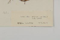 重冠紫菀藏品圖，第3張