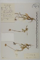 短莖紫菀藏品圖，第1張