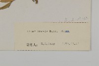 短莖紫菀藏品圖，第3張