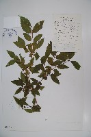 柳葉忍冬藏品圖，第1張