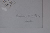 唐古特忍冬藏品圖，第2張