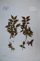 蕊被忍冬藏品圖，第1張