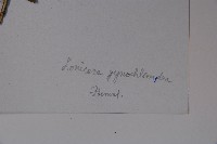 蕊被忍冬藏品圖，第2張