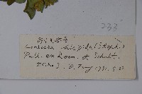 剛毛忍冬藏品圖，第2張