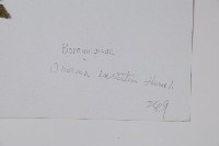 露蕊滇紫草藏品圖，第2張