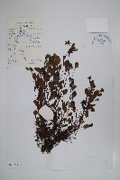 登錄號:S022789藏品圖，第1張