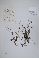 登錄號:S022790藏品圖，第1張