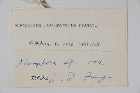 甘孜沙參藏品圖，第2張