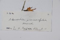 甘孜沙參藏品圖，第2張