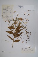 細萼沙參藏品圖，第1張