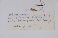 細萼沙參藏品圖，第2張