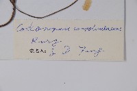 雞蛋參藏品圖，第2張