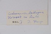 管鐘黨參藏品圖，第2張