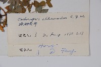 綠鐘黨參藏品圖，第2張