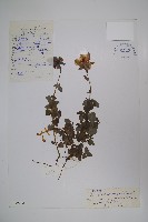 大花黨參藏品圖，第1張