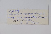 大花黨參藏品圖，第2張