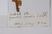 群虎草、大理白前藏品圖，第2張