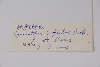 脹萼藍鐘花藏品圖，第2張