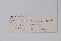 灰毛藍鐘花藏品圖，第2張