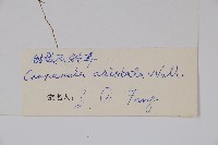 鑽裂風鈴草藏品圖，第2張