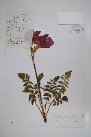 多小葉雞肉參藏品圖，第1張