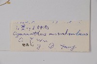 小菱葉藍鐘花藏品圖，第2張