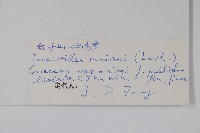 多小葉雞肉參藏品圖，第2張