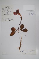 大花雞肉參藏品圖，第1張