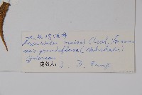 大花雞肉參藏品圖，第2張