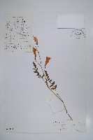 毛子草藏品圖，第1張