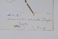 毛子草藏品圖，第2張