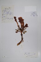 全緣角蒿藏品圖，第1張