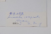 全緣角蒿藏品圖，第2張