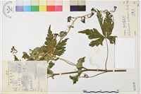 陰地翠雀花藏品圖，第1張