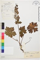滇川翠雀花藏品圖，第1張