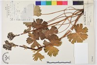 短距翠雀花藏品圖，第1張