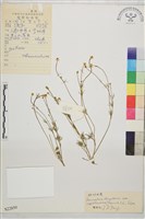 絲葉毛茛藏品圖，第1張