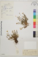 絲葉毛茛藏品圖，第1張