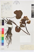 驢蹄草藏品圖，第1張