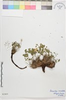 假耬斗菜藏品圖，第1張