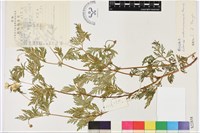 蜀側金盞花藏品圖，第1張