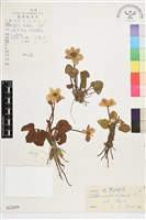 花葶驢蹄草藏品圖，第1張