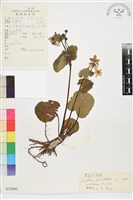 掌裂驢蹄草藏品圖，第1張