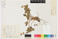 鈍裂銀蓮花藏品圖，第1張