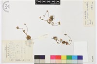 疏齒銀蓮花藏品圖，第1張