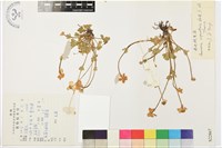 濕地銀蓮花藏品圖，第1張