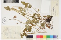 直距耬斗菜藏品圖，第1張