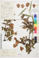 毛果繡球藤藏品圖，第1張