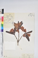 登錄號:S022872藏品圖，第1張