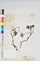 彎柱杜鵑藏品圖，第1張